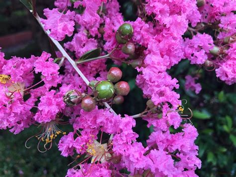 花樹種類|「庭木・花木」植物一覧（条件から探す）｜図鑑検索｜みんなの 